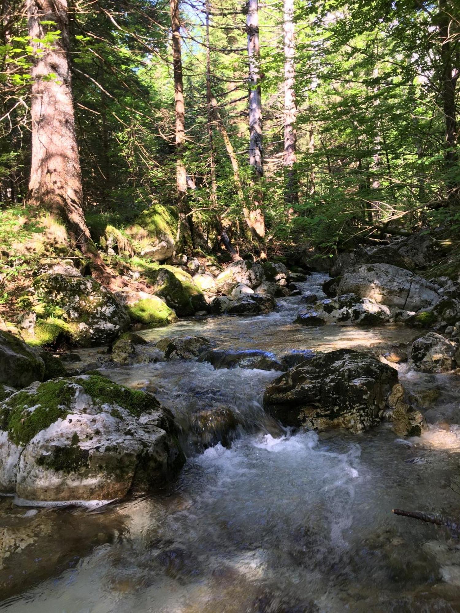 Cozy Private Cabin In The Heart Of Triglav National Park 特伦塔 外观 照片